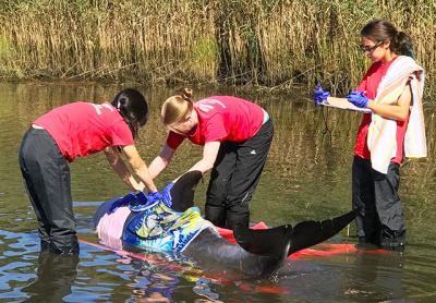 Members of the Riverhead Foundation for Marine Research and Preservation tried to rescue a bottlenose dolphin from Three Mile Harbor on Oct. 3, but it proved too sick to help.