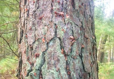 The southern pine beetle, which burrows under pine tree bark and creates these clumps of resin on tree trunks shown here, has killed about six acres of pines in East Hampton’s Northwest woods.