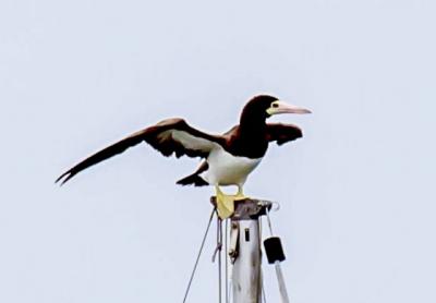 A brown booby, common in tropical areas, was spotted this month on top of a mast on Lake Montauk from South Lake Drive, possibly pushed north by one of the powerful hurricanes that swept through the Caribbean.