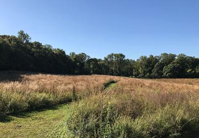 The Greentree Foundation has used controlled burns and other methods to restore grasslands on the former Whitney Estate in Manhasset.