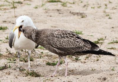 An adult herring gull fed a fish to an immature great black-backed gull. There are a number of species of gulls on the South Fork, each with slightly different markings and habits.