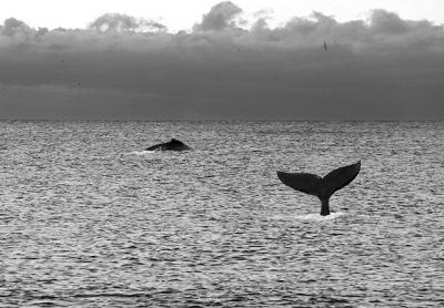 Last summer and into the fall, whales and dolphins could often be seen from the ocean beaches here.