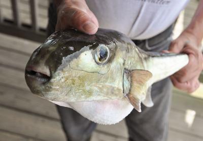 As ocean waters warm, warmer water fish species make their way farther and farther north. Above, a smooth puffer, typically found closer to Bermuda, was caught in the north rips of Montauk Point in the summer of 2016.