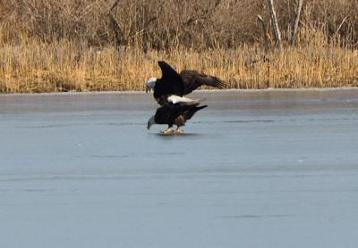 Bald eagles were spotted mating on Kellis Pond in Bridgehampton recently.