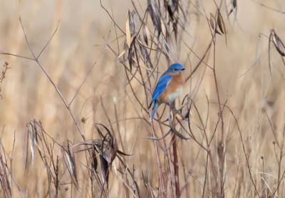 The eastern bluebird has been making a comeback on the East End since the late 1980s, and their appearance this month is another sign of the coming of spring.