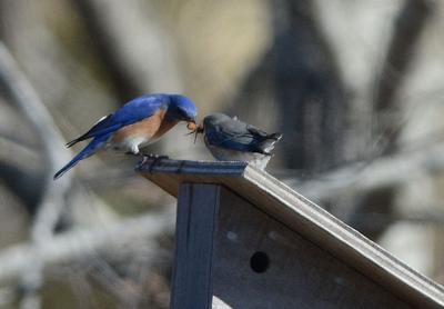 In the 13 consecutive years beginning in 2005, census takers in East Hampton Town and on North Haven have counted 896 bluebird fledges.