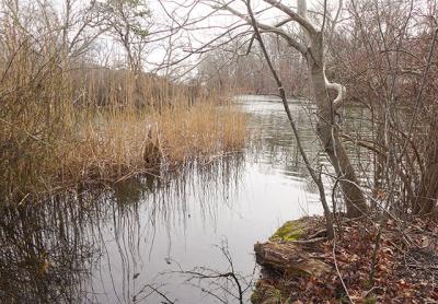 A study using DNA-based microbial source tracking indicates that dogs and birds are responsible for most of the fecal bacteria entering Georgica Pond.