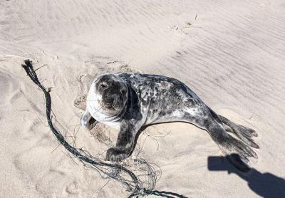 “He is lucky that he was found when he was,” Charles Bowman of the Riverhead Foundation for Marine Research and Preservation said of this seal, which had been entangled in gill netting.