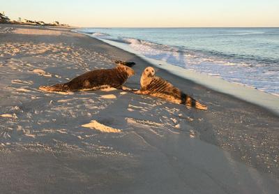 Harbor seals basked on an ocean beach last week. In the oceans, seals are both predator and prey.