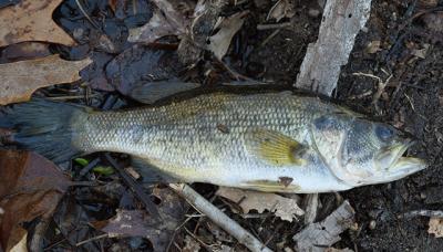 A dead yellow perch by Ligonee Creek in Sag Harbor was found not far from two dead eels.