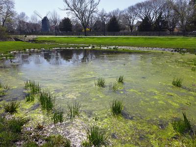 Water samples taken behind the Methodist Church are among three in East Hampton Village with significant levels of the enterococcus bacteria, according to Concerned Citizens of Montauk and the Surfrider Blue Water Task Force.