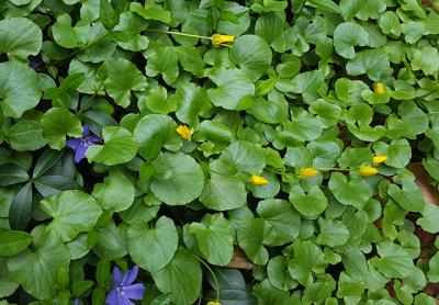 Lesser celandine, or buttercups, bloom in early spring as a rule.  	Larry Penny