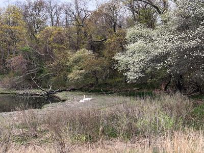 All of a sudden, trees have burst into bloom!