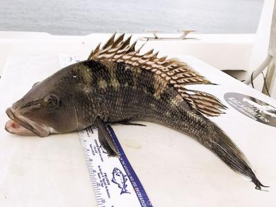 Harsh restrictions on black sea bass continue to frustrate New York anglers.