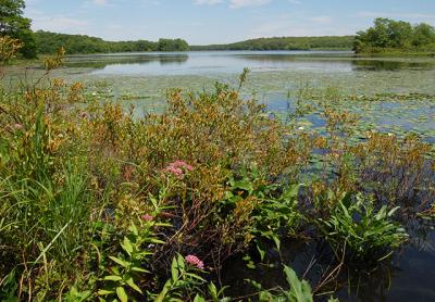 Pink-blooming swamp milkweeds can be seen in the foreground of this pastoral shot of the south end of Long Pond.