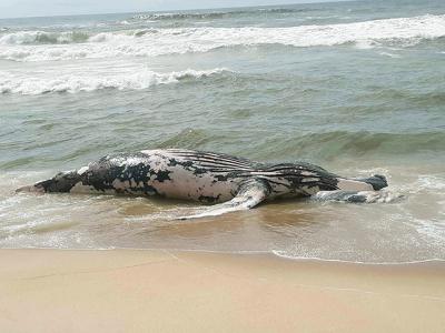 A dead humpback whale measuring between 30 and 35 feet washed up on the ocean beach near the Hermitage at Napeague last Thursday.