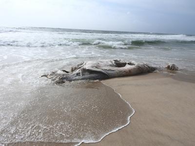 A decomposed whale that washed up on an East Hampton Village beach yesterday was probably dead for more than a week, according to Robert A. DiGiovanni Jr., the executive director and chief scientist at the Atlantic Marine Conservation Society.