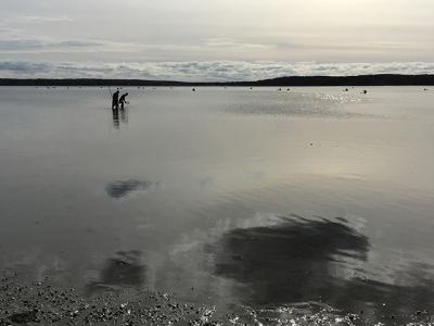 Recalling that a Sunday opening day to scallop season in 2017 was “like a scallop festival,” as Rick Drew described it, the East Hampton Town Trustees voted to open the season on a Sunday (Nov. 11) this year as well.