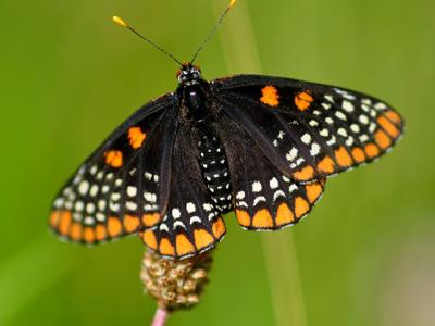 The Baltimore checkerspot butterfly has been found breeding in restored grasslands at Caumsett State Park.