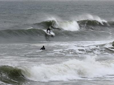 Winter surfing has grown in popularity on eastern Long Island at the same time as seals' numbers have skyrocketed. Seals are a favored prey of great white sharks.