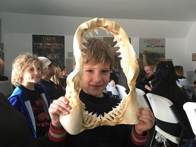 Rupert Angelin, 7, of Amagansett held the jaws of an eight-foot-long great white shark that was found dead on Cooper’s Beach in Southampton and recovered for scientific study.