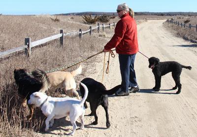 Lori Marsden has run a doggy day care from her house on Saddle Lane in East Hampton for the last 12 years, but it is in danger of closing after the town building inspector said it was illegal to run such a business out of a residence.