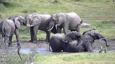 A screenshot from Africam.com shows elephants gathered at a watering hole in the Tembe Elephant Reserve in South Africa.