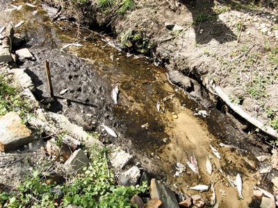 Alewives swimming up Ligonee Brook in Sag Harbor don’t always make it successfully to Long Pond, as seen here in a photo from 2012.