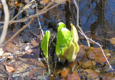 Skunk cabbage at Big Reed Pond in Montauk, a sign of early spring