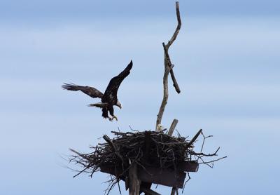 A pair of bald eagles made themselves at home in an osprey nest on the west side of Accabonac Harbor in Springs last week.