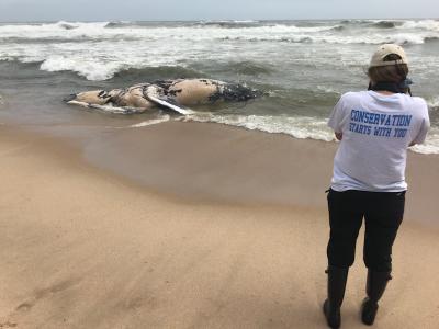 Coast Guard Station Montauk called in the Atlantic Marine Conservation Society to inspect a dead humpback whale that washed up near the Hermitage at Napeague on Thursday morning.