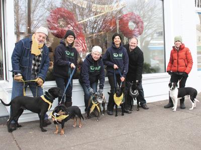 Dogs from to the Animal Rescue Fund of the Hamptons shelter are walked by volunteers twice a week in East Hampton Village as a way to get them used to people and unfamiliar situations.