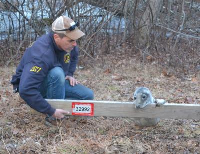 Bud Pitts, who noticed a young gray seal alongside an Amagansett road, helped keep it from scrambling away while waiting for a marine mammal team to arrive.