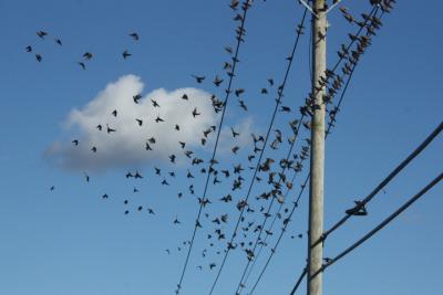 Starlings not only flock when flying from one spot to another, they also fly in formation, forming tight balls and near-solid three-dimensional shapes to fool would-be predators into thinking they are a single large organism.