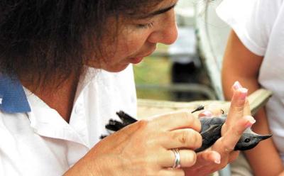 Oksana Lane, a director at the Biodiversity Research Institute, took blood from a catbird on Shelter Island to test for mercury levels.