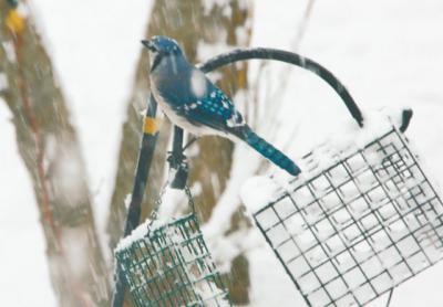 On Monday, as snow blanketed the ground for the third time this spring, a blue jay found a ready meal at a backyard feeder.