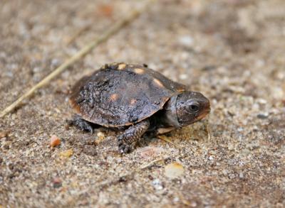 Box Turtle Time: You Can Help | The East Hampton Star