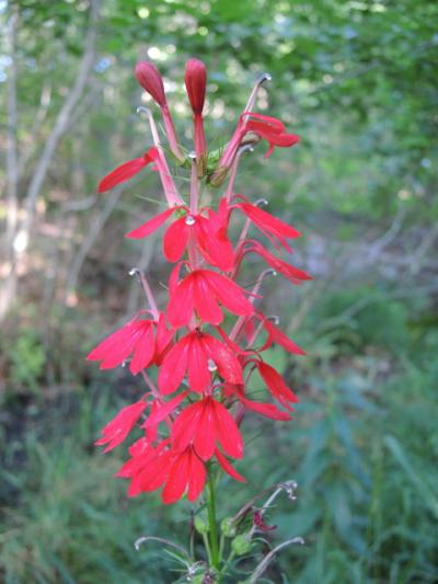 The cardinal flower, a member of the Lobelia genus