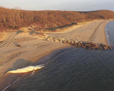 At sunrise yesterday, the body of humpback whale that had been towed to shore at Little Albert’s Beach in Amagansett awaited biologists from the Riverhead Foundation for Marine Research and Preservation, who would perform a necropsy later that morning.