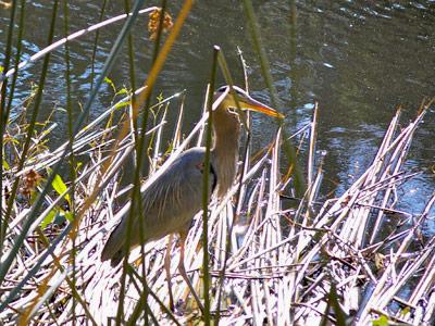 A young great blue heron stood motionless with neck folded and head drawn in, in its non-hunting mode.