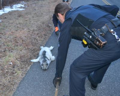 East Hampton Town police Sgt. Dan Roman helped corral a seal pup that had wandered from Gardiner's Bay to the edge of Bendigo Road in Amagansett Tuesday.