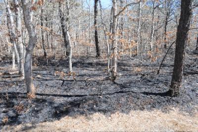 A fire that broke out on Buckskill Road in East Hampton destroyed an area of brush this morning.