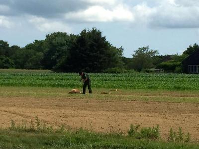 An officer with the Department of Environmental Conservation was seen investigating the death of three deer in a Wainscott farm field on Friday morning.