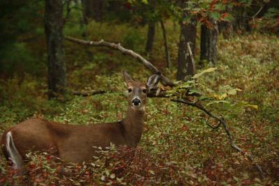 The town's deer management advisory committee has recommended increased deer hunting on town lands to thin the herd here.