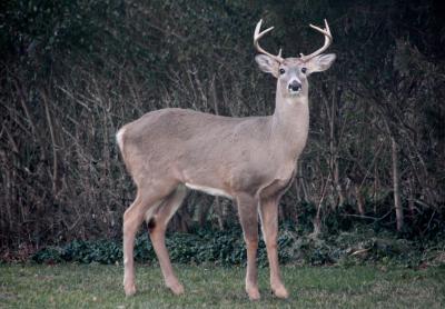 The South Fork’s deer population is expanding beyond the reach of hunters.