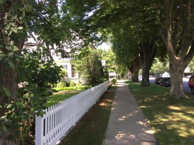 Elms line Main Street in East Hampton Village, but several have succumbed to a tree disease.