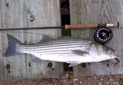 East Coast Stripers How To Catch Striped Bass? - Fly Fishing Field
