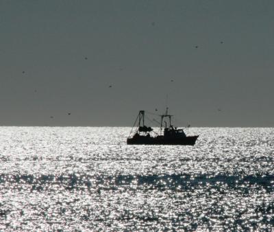 “If it all looks bad, it might be because they don’t have enough information,” Bonnie Brady of the Long Island Commercial Fishing Association said of the National Oceanic and Atmospheric Administration’s trawl surveys, which she believes are incomplete and therefore producing skewed data.