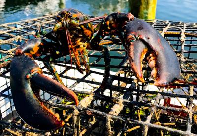 The Star’s fishing columnist pulled his last lobsters of the season from his pots last week and is readying them for some much-needed repairs.