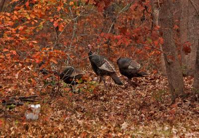 Lucky for turkeys, the wild turkey hunting season is brief. It opened last week and closes on Friday, Nov. 30.